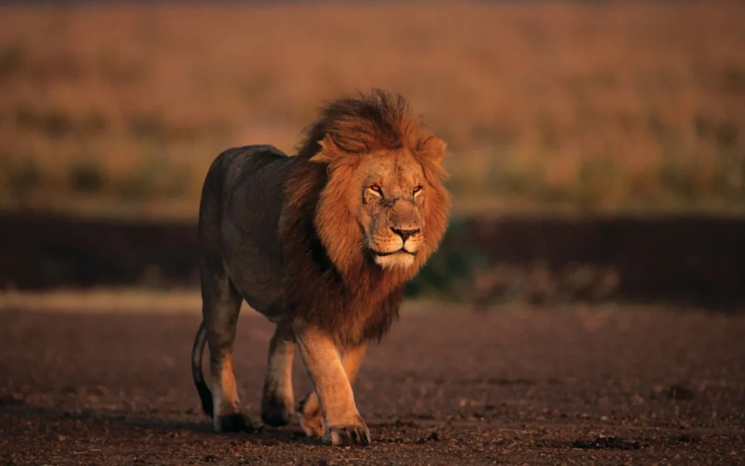 lion-Kenya-Masai-Mara-National-Reserve