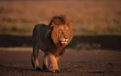 lion-Kenya-Masai-Mara-National-Reserve