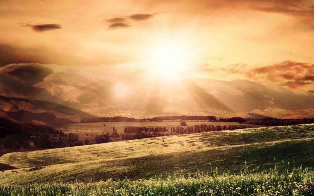 Field of sun & Plants