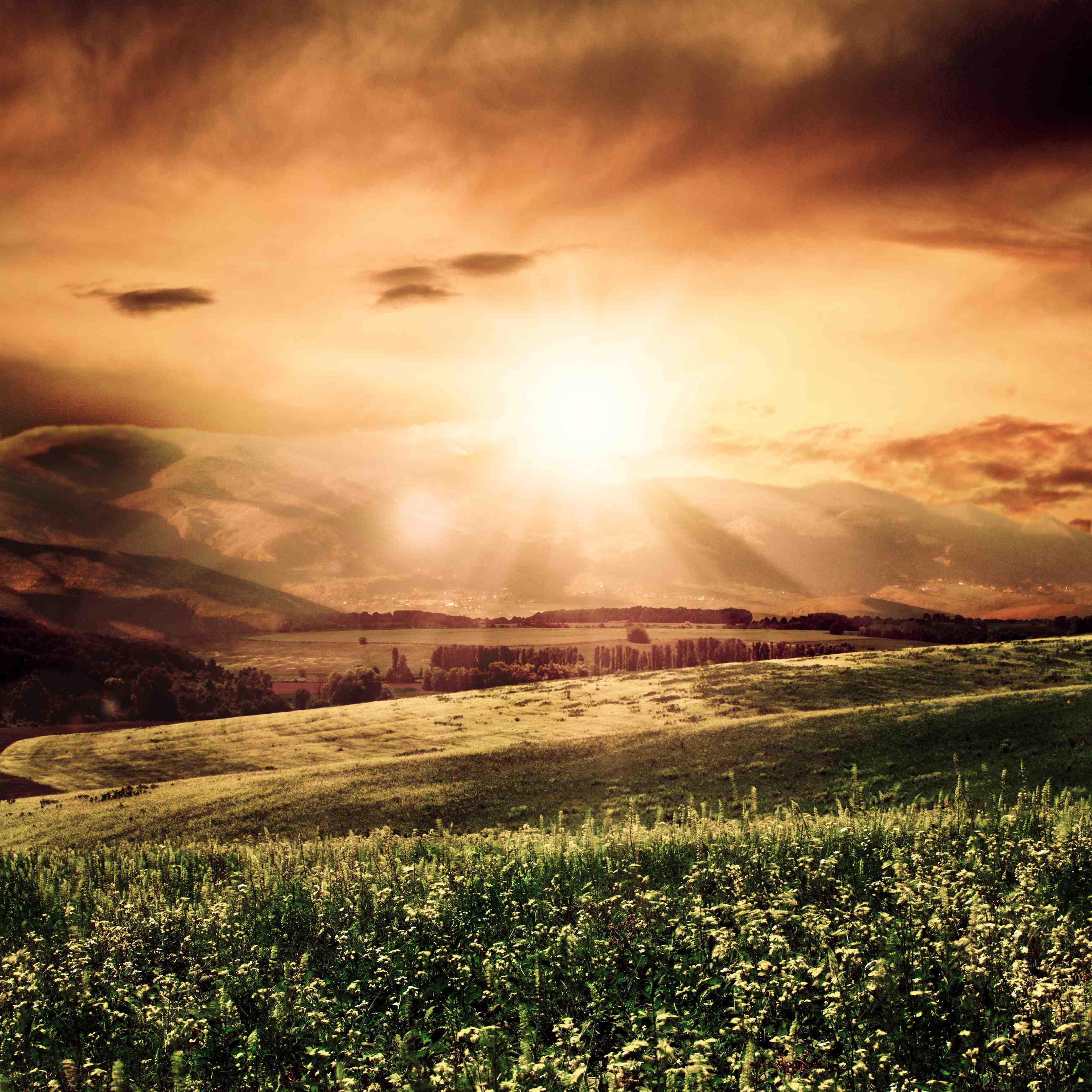 Field of sun & Plants