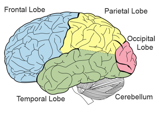 Brain Lobes retrain brain