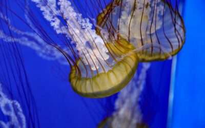 Is the Polyvagal Theory a Robust Behavioural Approach to Therapy