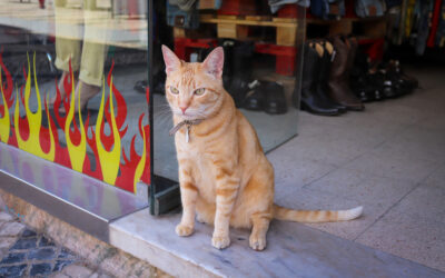 The unique challenges faced by Hong Kong Domestic Helpers